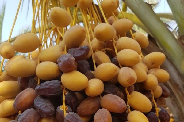 خرید و فروش خرما برحی بوشهر با شرایط فوق العاده